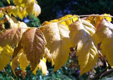 Mydleniec wiechowaty (Koelreuteria paniculata) 